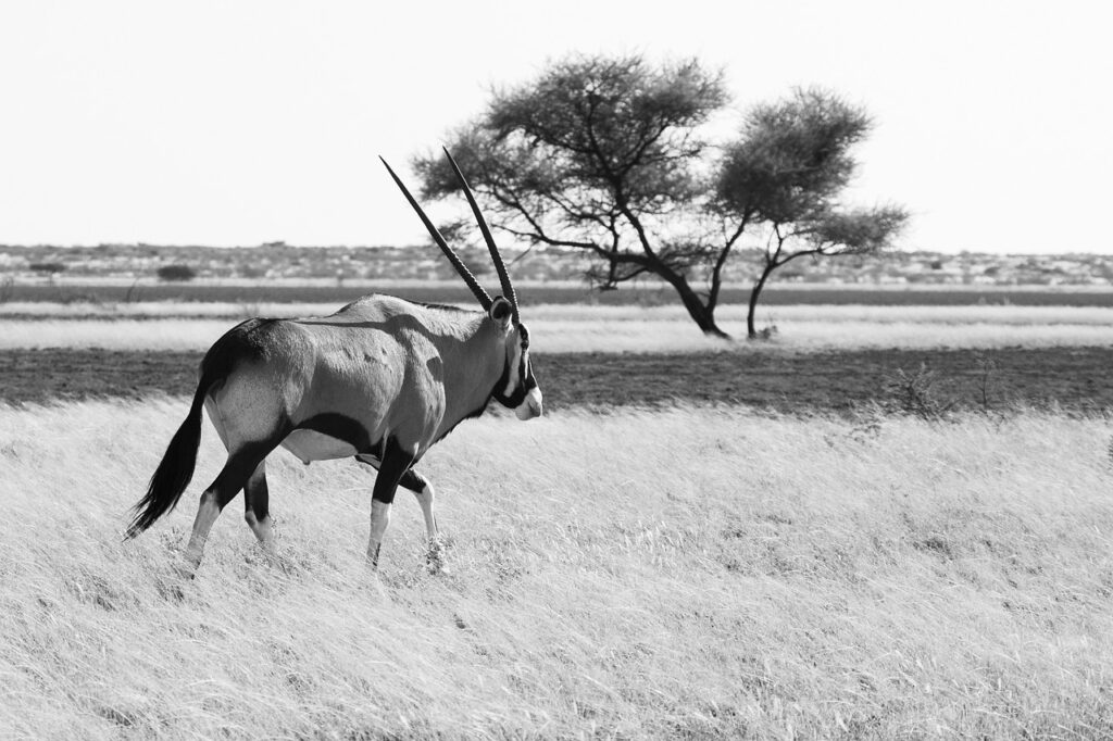 gemsbok, gemsbuck, oryx-3141074.jpg