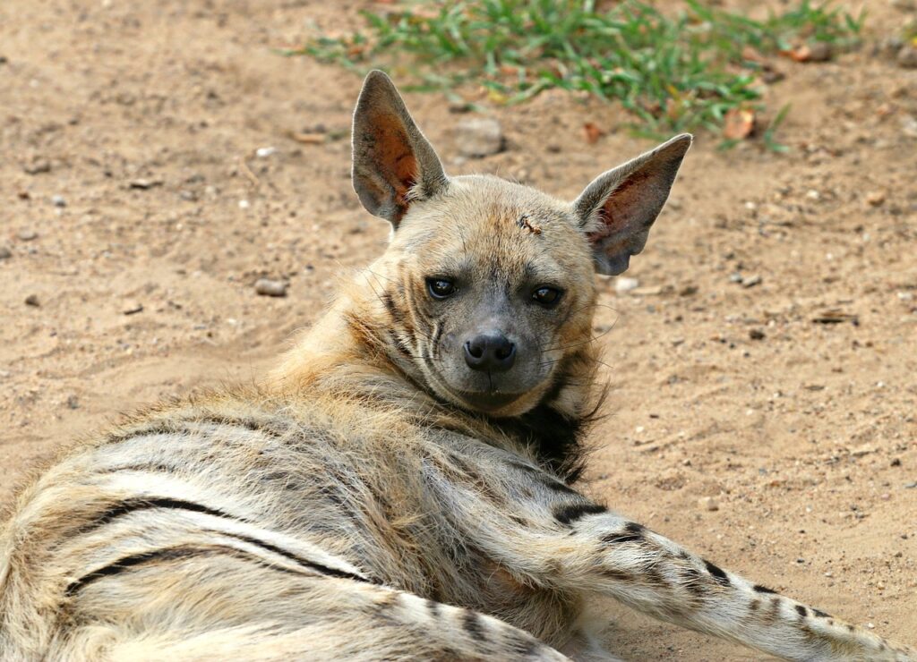 hyena, predator, animal-1476539.jpg