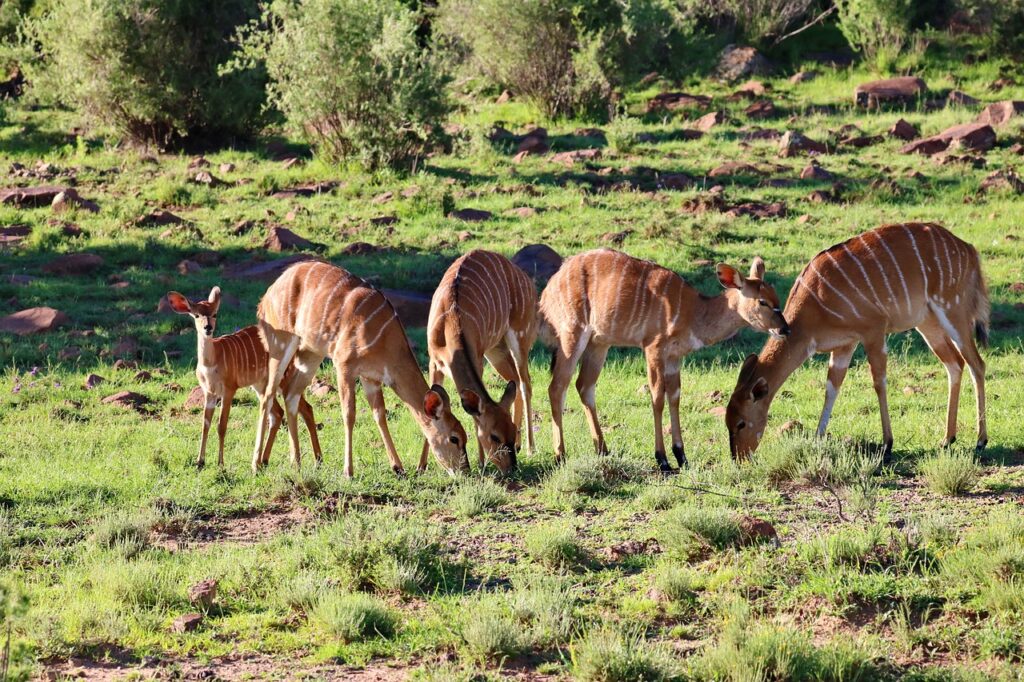 nyala, antelope, animal-4773386.jpg
