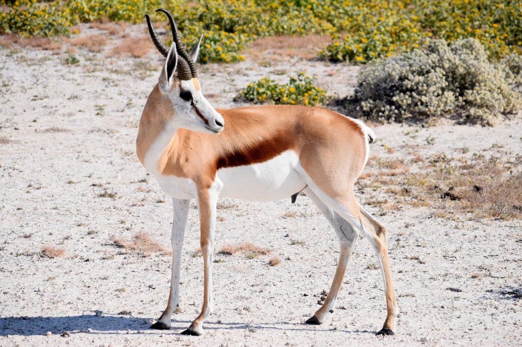 springbok, male, antelope-3405675.jpg